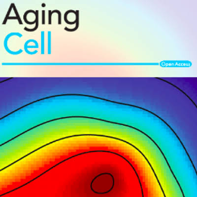 Deep Learning Predicts Hematopoietic Stem Cell Aging From 3D Chromatin Images